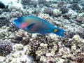 012 Palenose Parrotfish